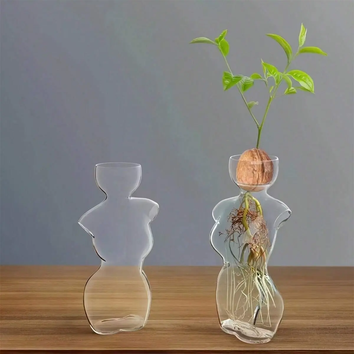 Avocado Seed Hydroponic Glass Vase – Avocado Growing Container, Seed Starter Vessel for Avocado Pit, Home Office Bedroom Decor, Hydroponic Plant Planter.