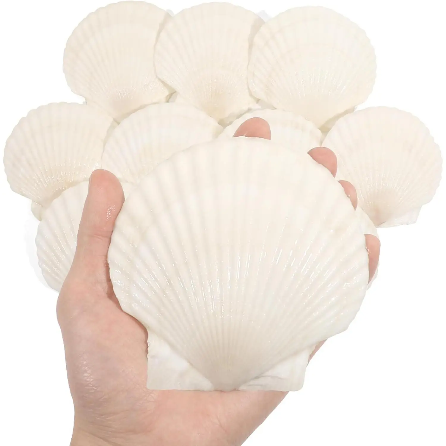 10 count 4-5 Inch Large  Shells for Crafting,  Large Seashells for Crafts, White Big Sea Shells for DIY Painting, Baking, Beach Wedding Decors