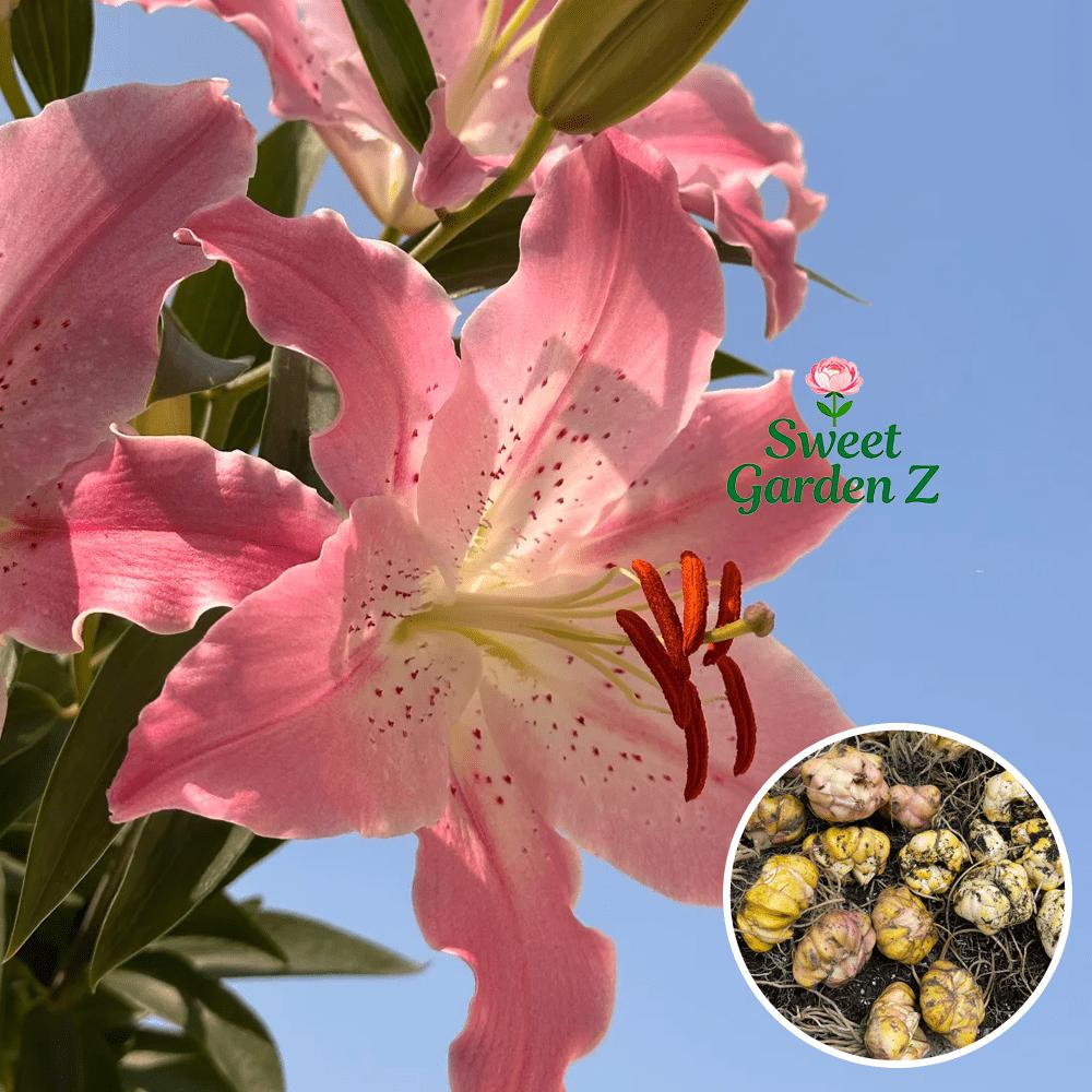 Annual flowering pink lily bulbs bag, fragrant potted flowers, suitable for balconies and courtyards, large and bright flowers, long flowering period, easy to manage and high survival rate, novice-friendly, a must for romantic home gardening landscapes