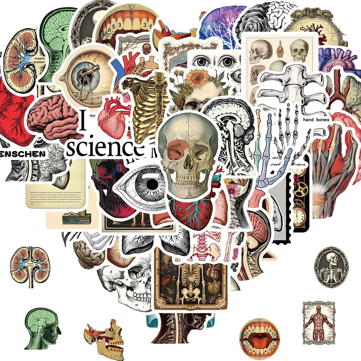 Vintage Anatomy Sticker, 50pcs/set Human Skeleton Sticker, Water Bottle Scrapbooking Journal Ephemera, Anatomy Aesthetic Sticker, Decor, Journal Stickers