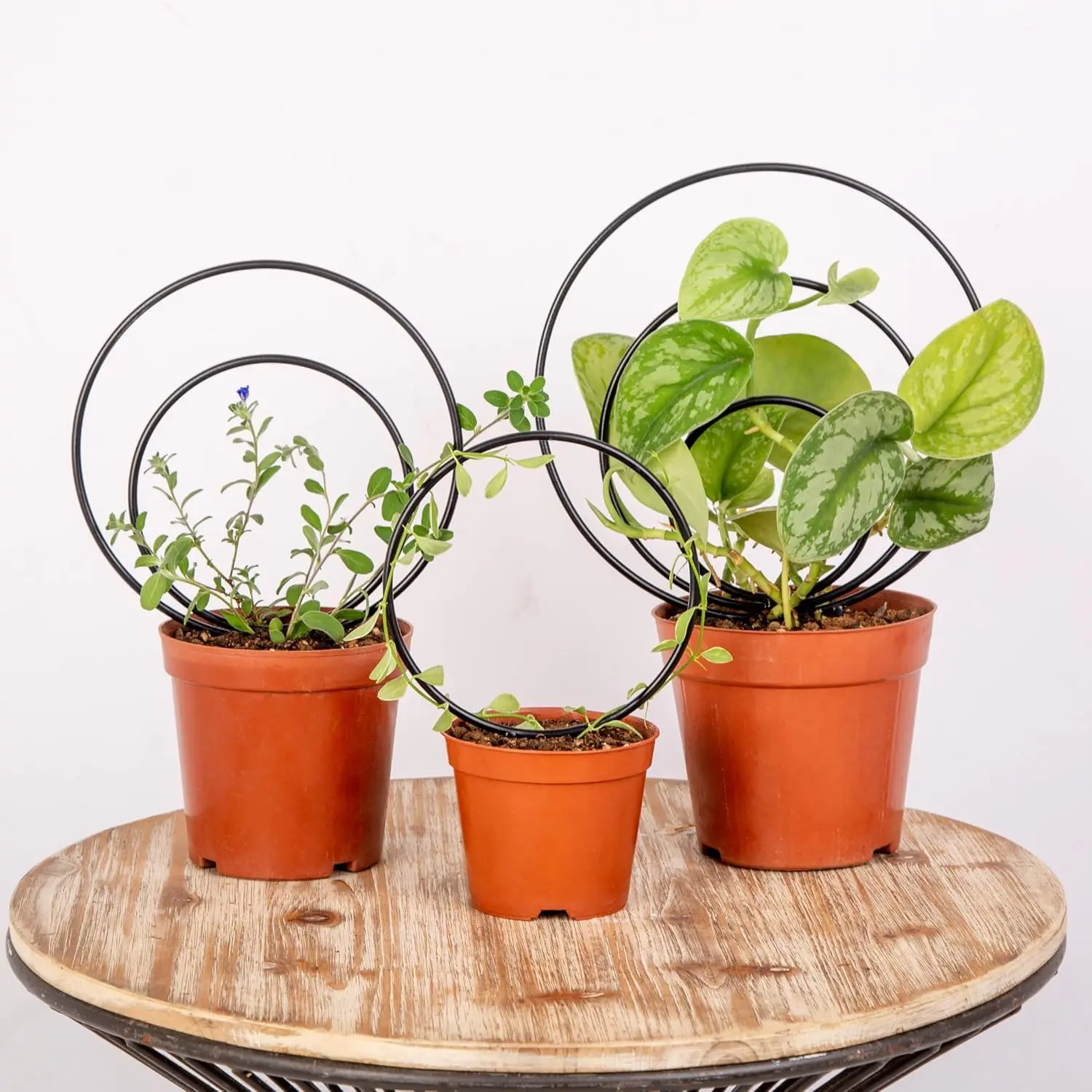 Premium Hoya Trellis - Unique Metal Plant Support for Climbing Plants - Set of 3 Different Sizes - Ideal for Indoor and Potted Plants