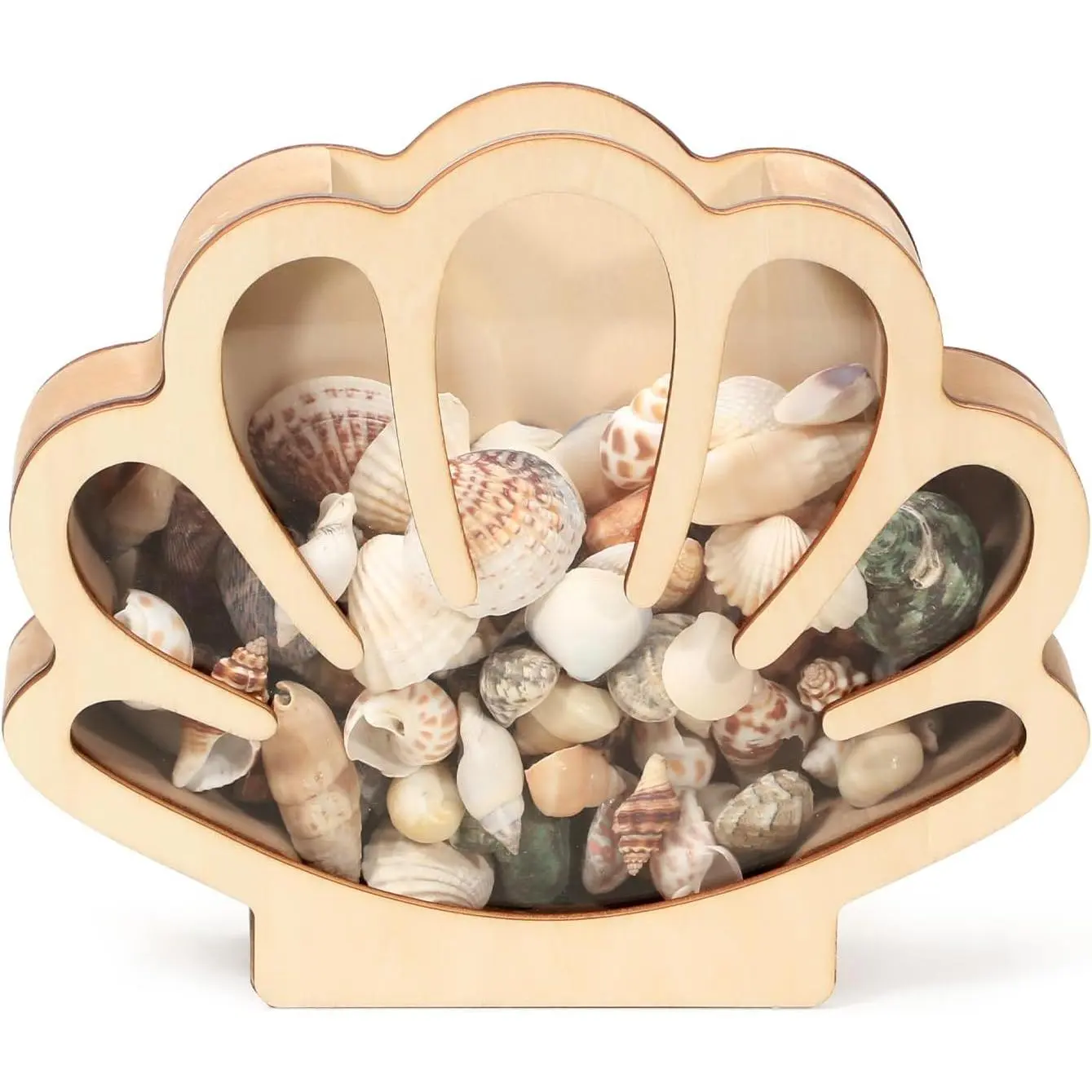 Seashell Display Box Wooden Seashell Holder with  Panel Storage Box for Shells Sea Glass Small Starfish   Seashell Collection  Decor Birthday Present