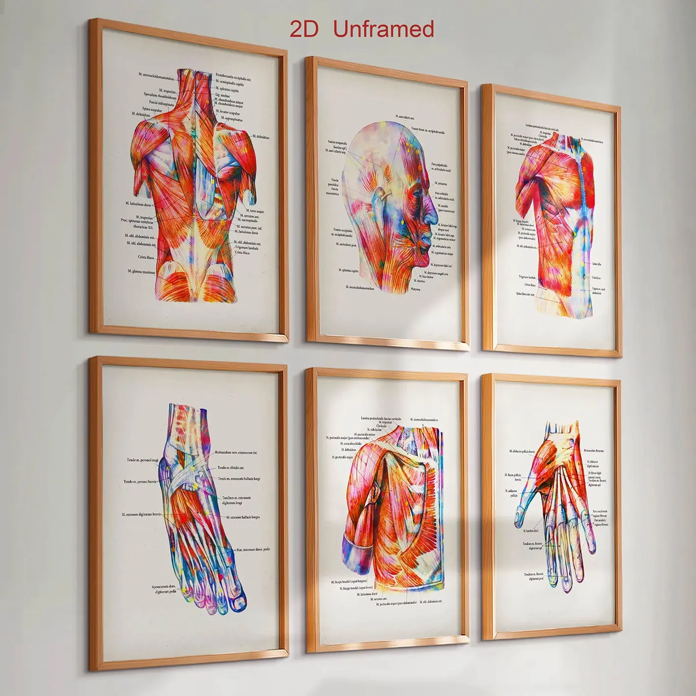 6-Piece Frameless Watercolor Human Anatomy Muscle Poster Set—Features labels for all muscles; ideal for doctors, massage clinics, and medical offices