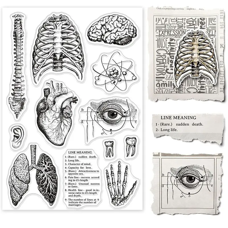 Human Organ Silicone Transparent Stamp, Spine Brain Heart Lung Stamps, Ideal for Scrapbooking, Diaries, Card Making, 1 Piece