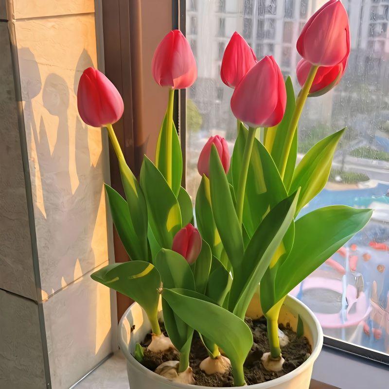 1 Tulip Bulb | Easy Care Hydroponic & Soil Plants | Ornamental Flowers | For Tabletop Vase Gardens