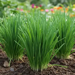 500 Garlic Chive Seeds, Aromatic Perennial Herb with Flat Leaves, Easy-Growing for Home Garden or Pots, Fast-Growing for Beginners, All Seasons, Continuous Harvests