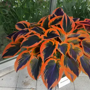 300 high-quality hosta seeds  . guaranteed viable with no bad seeds. A perennial shade plant, perfect for gardens and yards. Made in the USA |   Non-GMO |