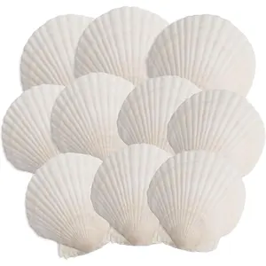 10 count  Shells, 4''-5'' White Seashells,for DIY Crafts, Painting,  Themed Parties and  Decorations.