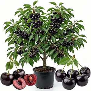 Cherry Tree Live Plant in 3 Gallon Pot – 1.3-1.6 FT Tall, Cold Hardy and Productive, Ready to Bear Fruit for Your Garden, Patio or Landscape