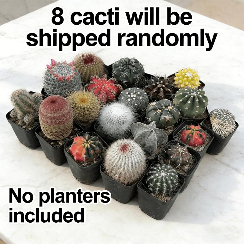 8-Piece cactus ball set, random delivery, a variety of cacti, compact space-saving, office desktop creative potted plants, fresh delivery