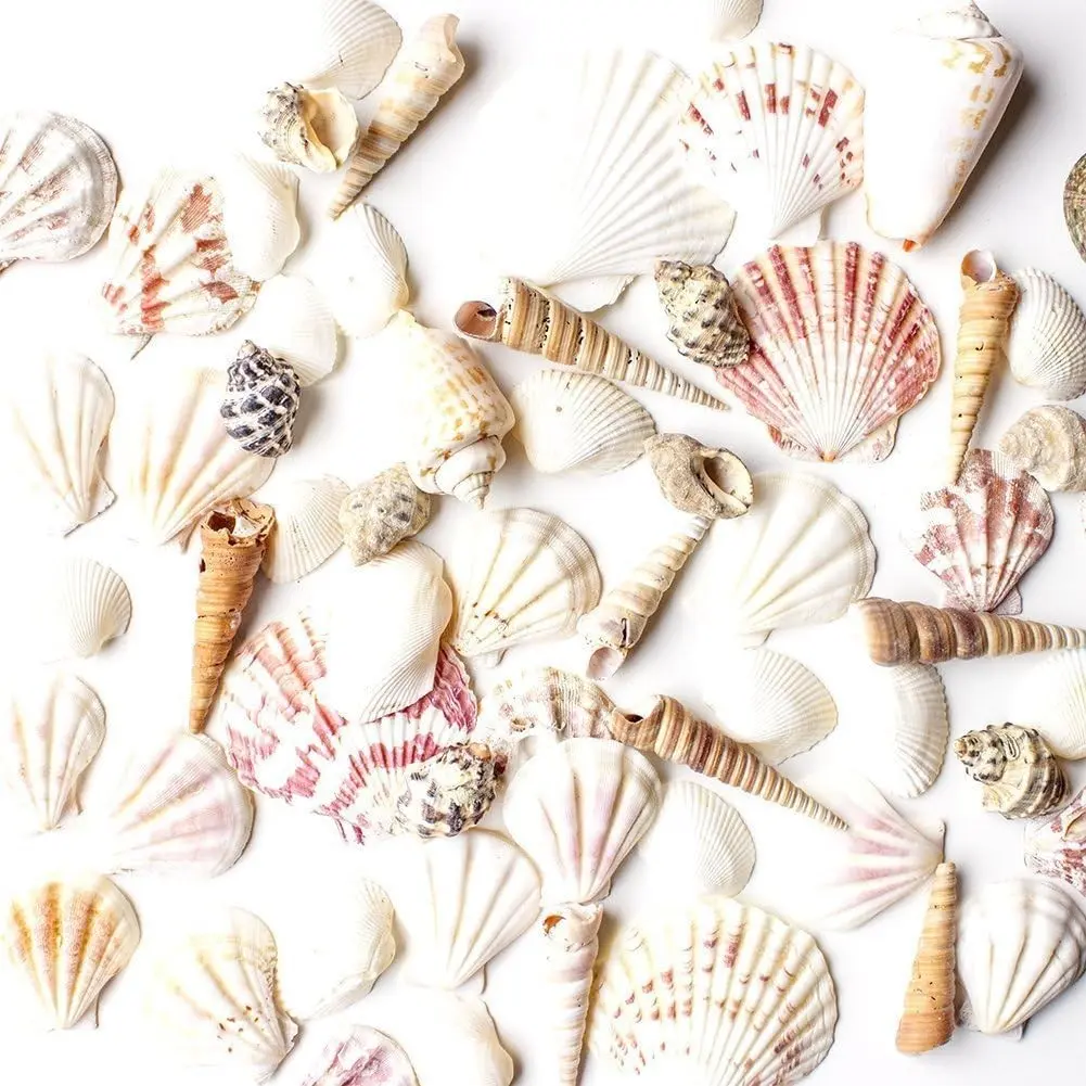 Sea Shells Mixed Beach Seashells - Various Sizes up to 2" Shells -Bag of Approx. 50 Seashells