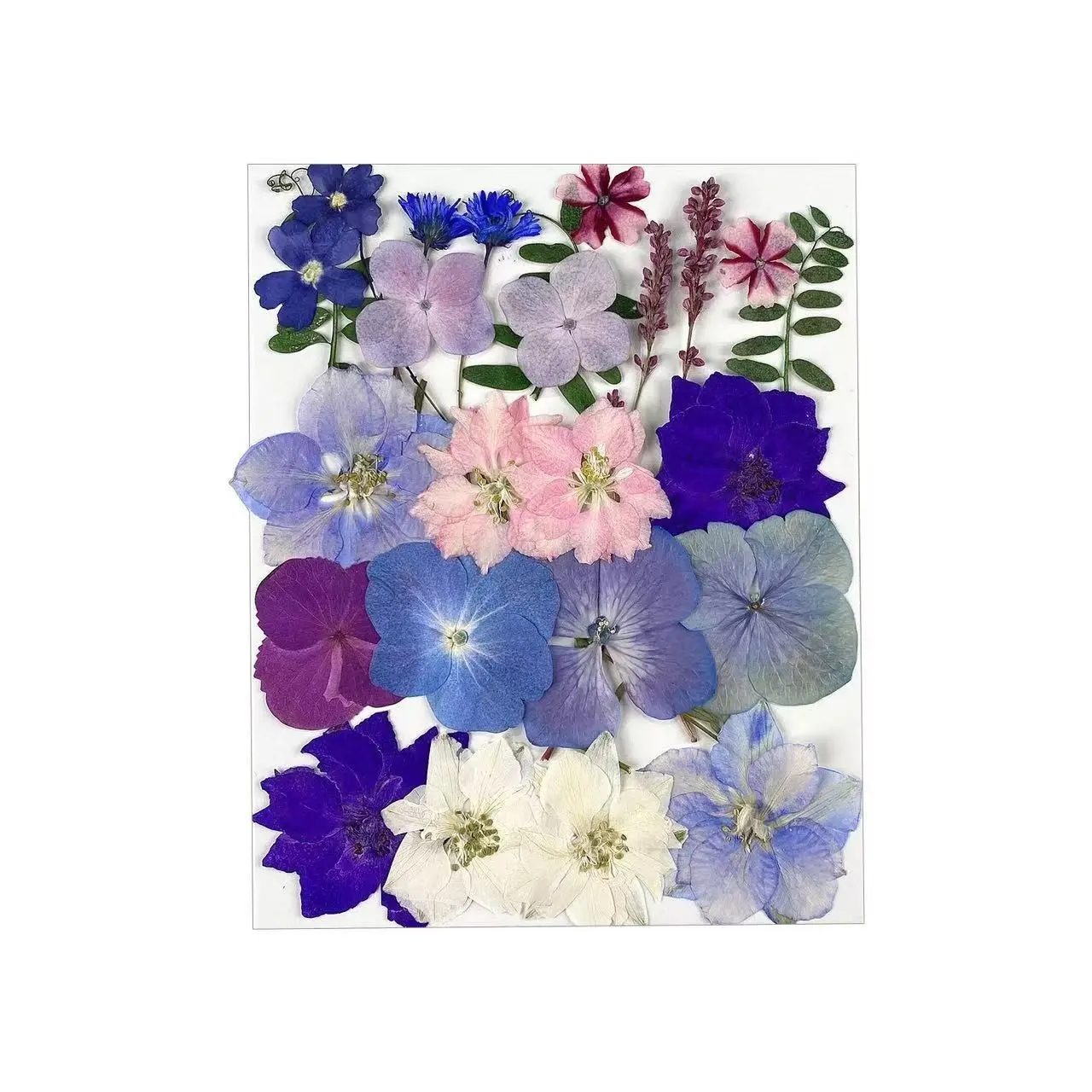 25 Dry Flowers Pressed Flower DIY Kit, Resin Dried Leaves Real Flowers Mixed Pack, Dry Flower Materials Plant Specimen Collection