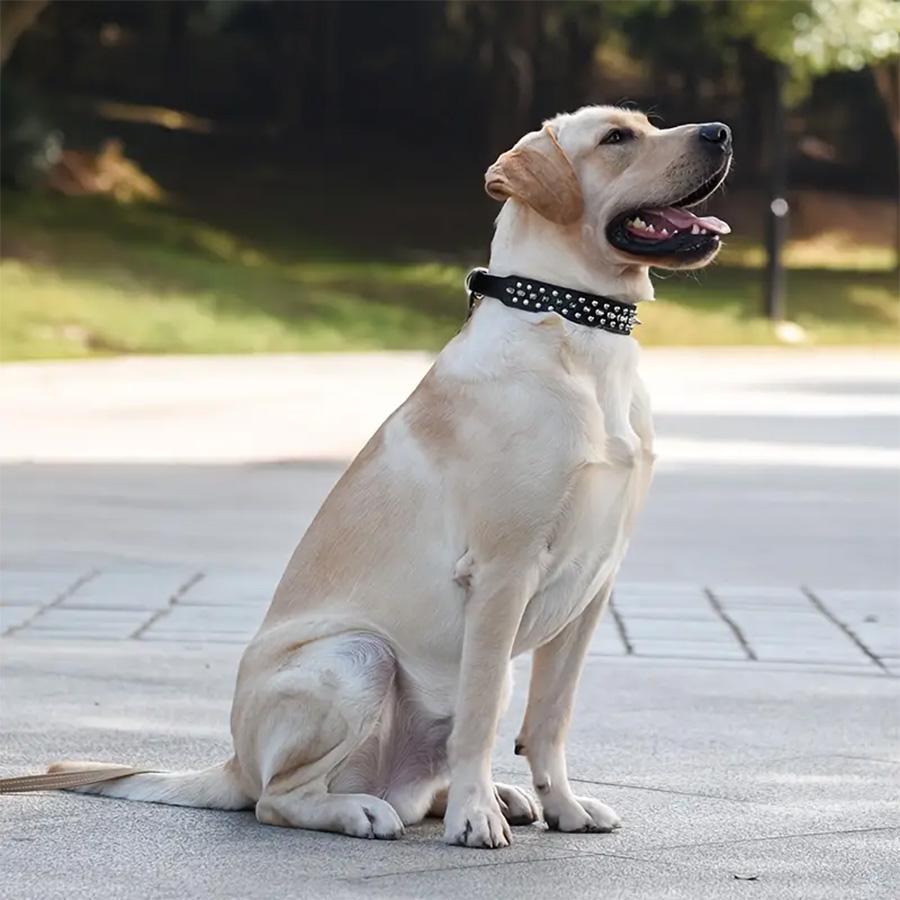 Rivet Dog Collar & Swivel Leash Set, Leash Included, Adjustable Pet Studs Collar, Durable Dog Walking Equipment, Fashionable Pet Walking Essentials, Dog Accessories Tools, Easter Gifts