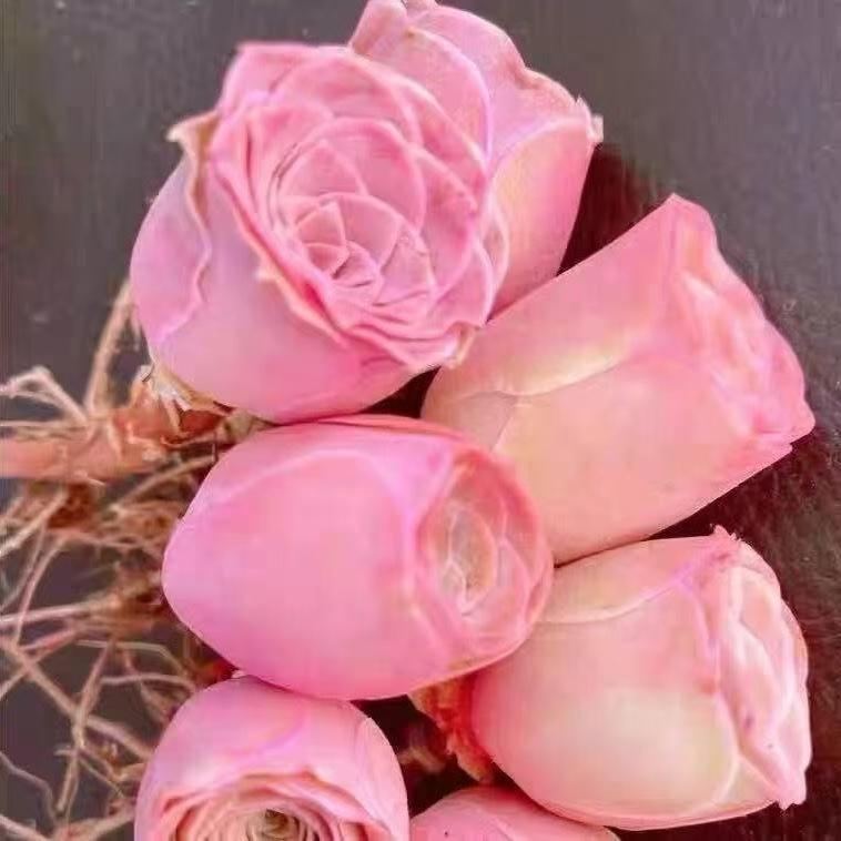 Mountain Rose Succulent - Rose-shaped leaves, easy to care for, suitable for tabletop and indoor shelves