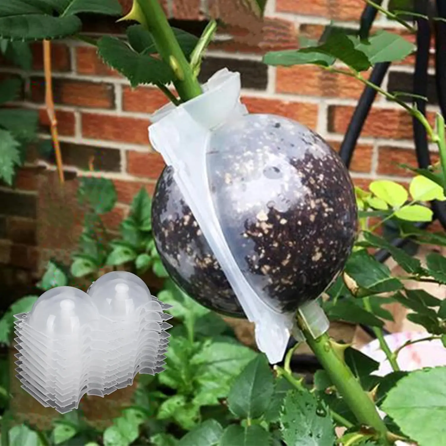 2-Inch Plant Rooting Device - 10Pcs Reusable Air Layering Propagation Balls, High Pressure Growing Box  Grafting (Transparent) New model