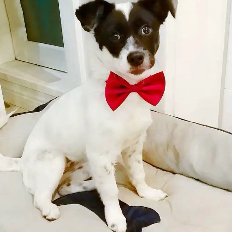Dog Bow Tie Adjustable Dog Cat Necklace Neck Tie Cute Convenient Pet Accessories Bow Tie Formal Puppy Bowtie Collar Pet Supplies