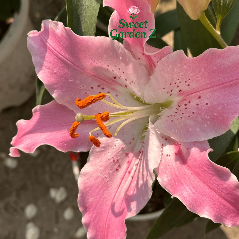 Annual flowering pink lily bulbs bag, fragrant potted flowers, suitable for balconies and courtyards, large and bright flowers, long flowering period, easy to manage and high survival rate, novice-friendly, a must for romantic home gardening landscapes