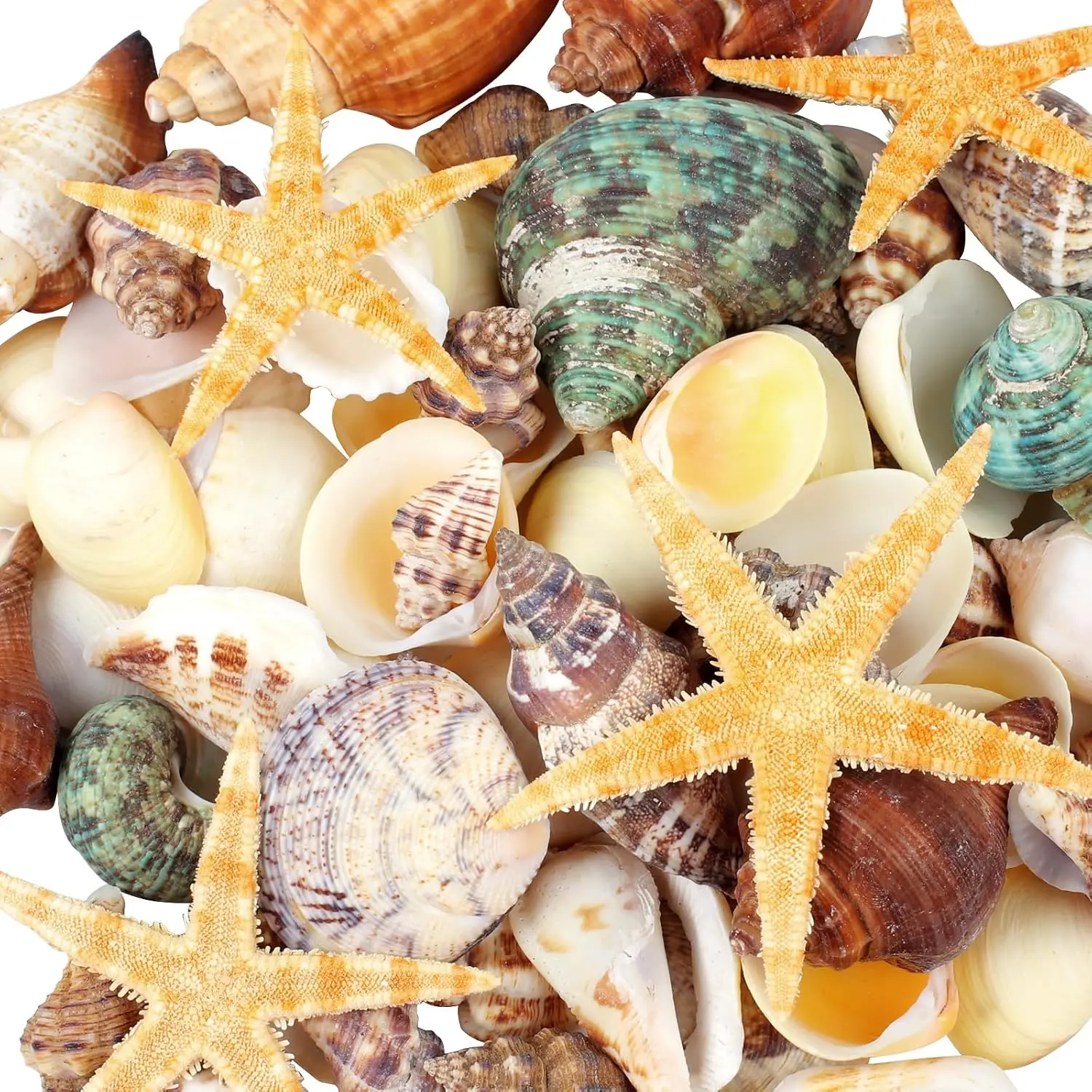 80+ Pcs  Seashells,  Starfish Sea Shells for Crafts | Various Sizes,  Shells Conch for Decorating, Beach Theme Party, DIY, Fish  Filling,  Decor, Wedding Decoration