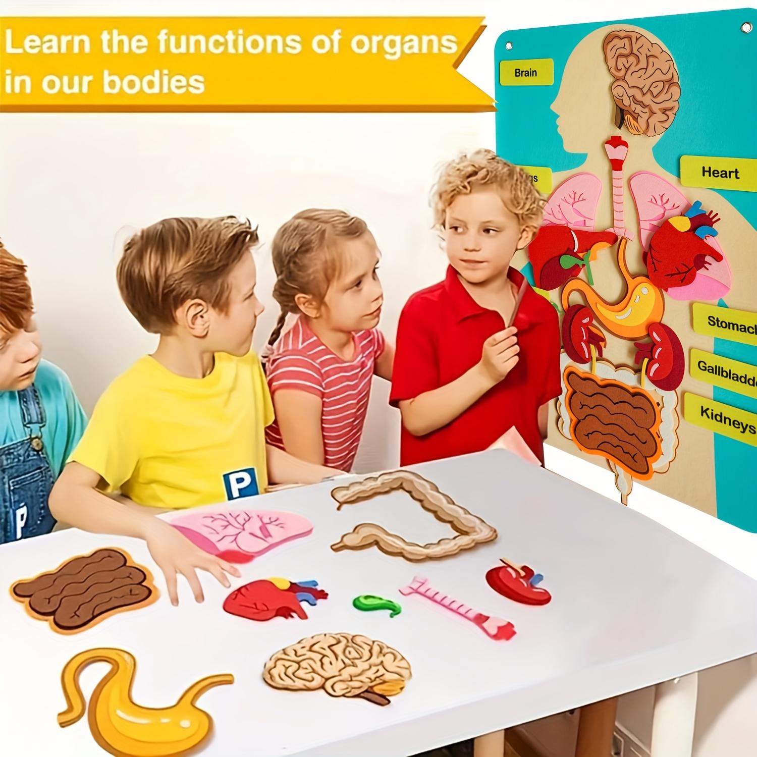 3D Felt Human Organ Models, Human Body Anatomical Diagrams, Ideal for School & Home Educational Activities