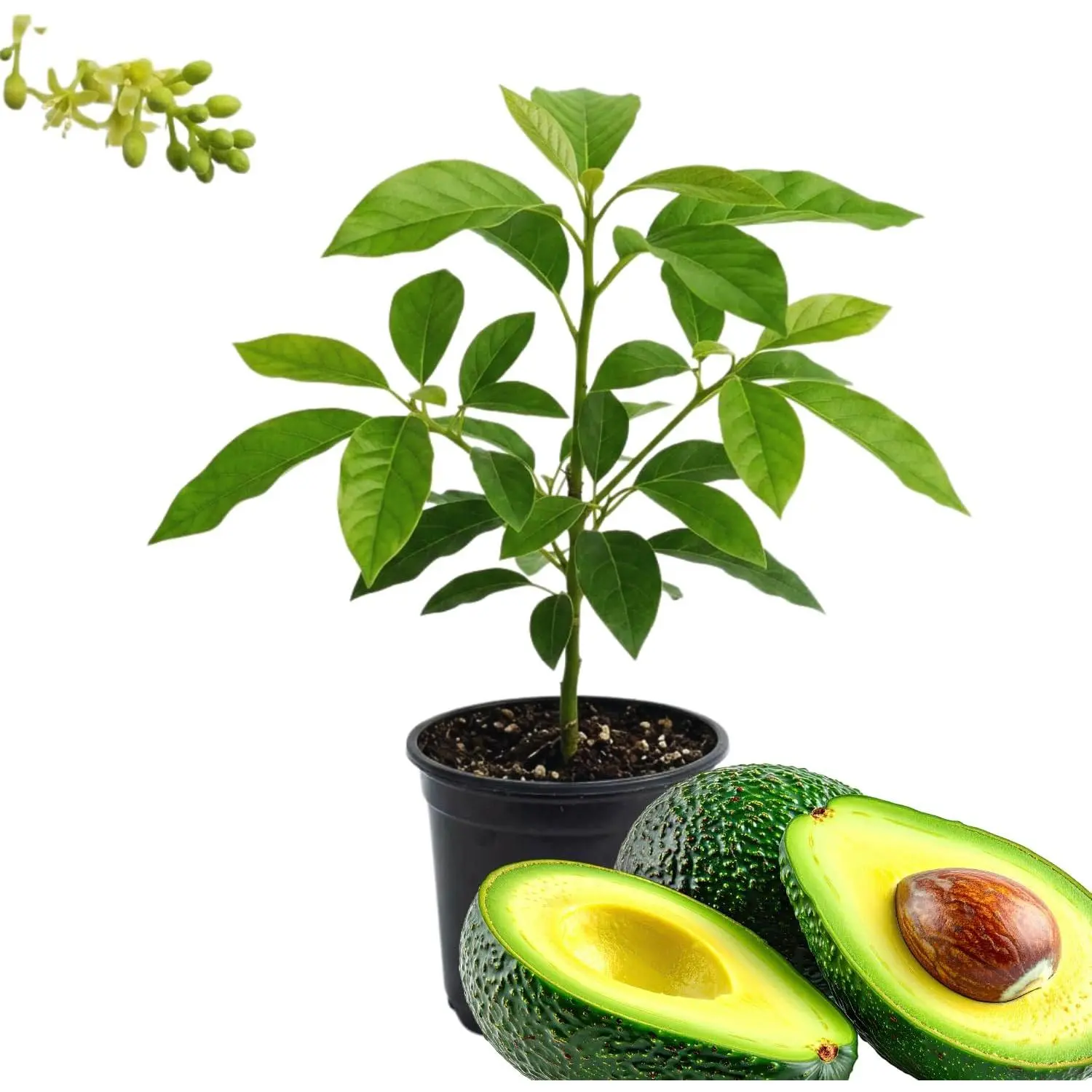 Live Avocado Tree - Healthy Fruit Seedling, 1.3-1.6 FT Tall, Ideal for Garden or Patio
