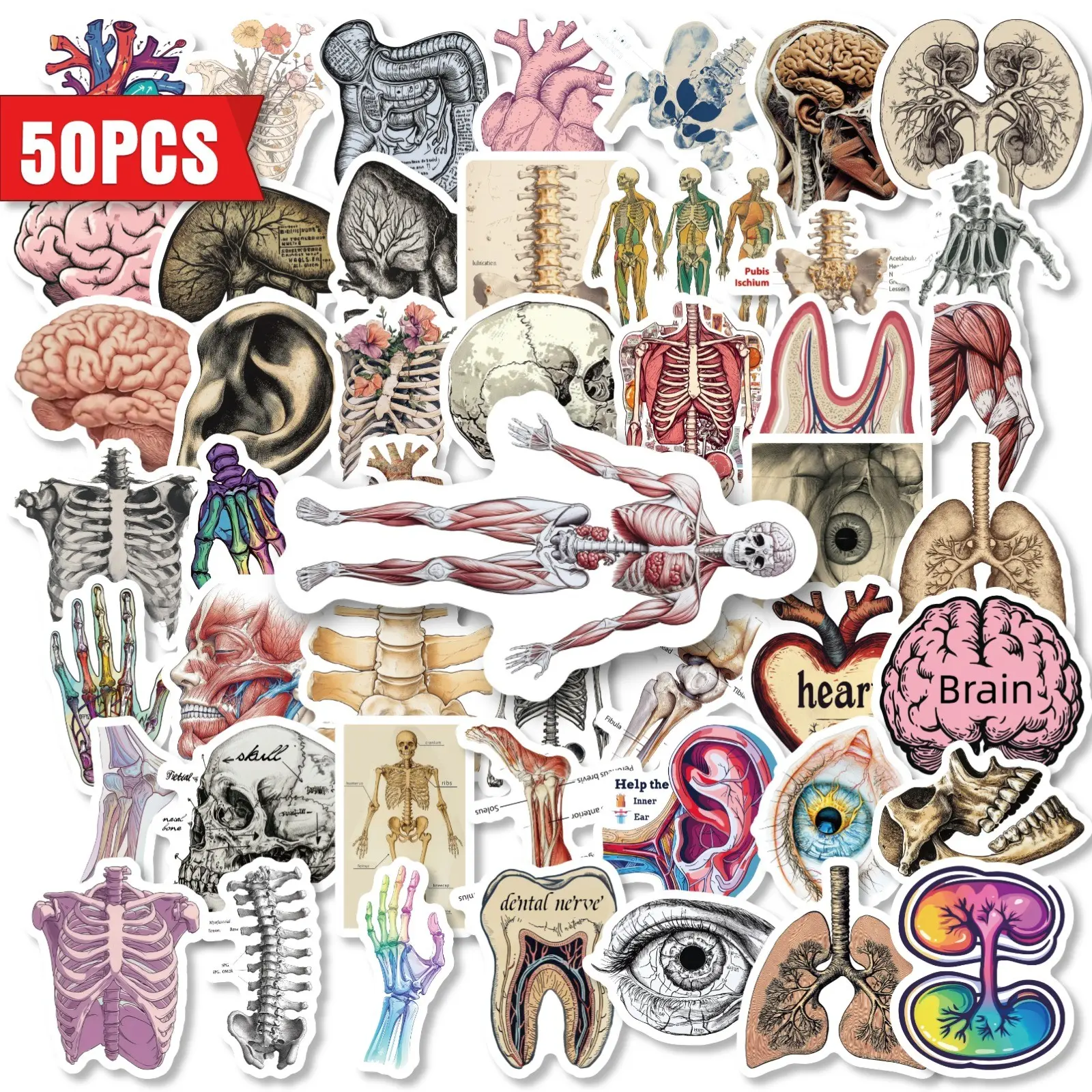 50 Sheets DIY Human Anatomy Stickers, Waterproof Pet Decals for Medical Students, Decorative Stickers for Phones, Cups, Laptops, Gifts, Illustration Stickers