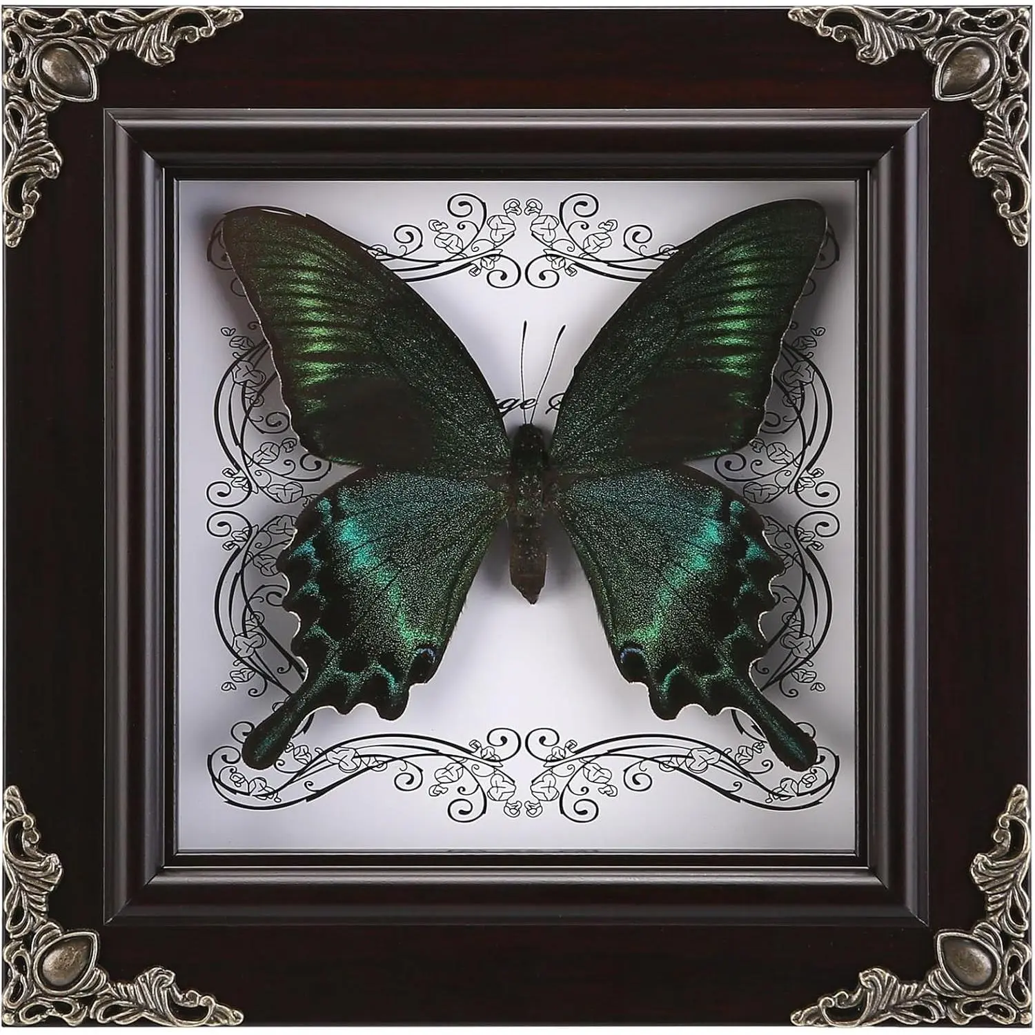 Handmade Real Framed Green-Banded Queen Butterfly Specimen Taxidermy Shadow Box, Goth Gifts for Women, Dark Academia Witchy Home Decor