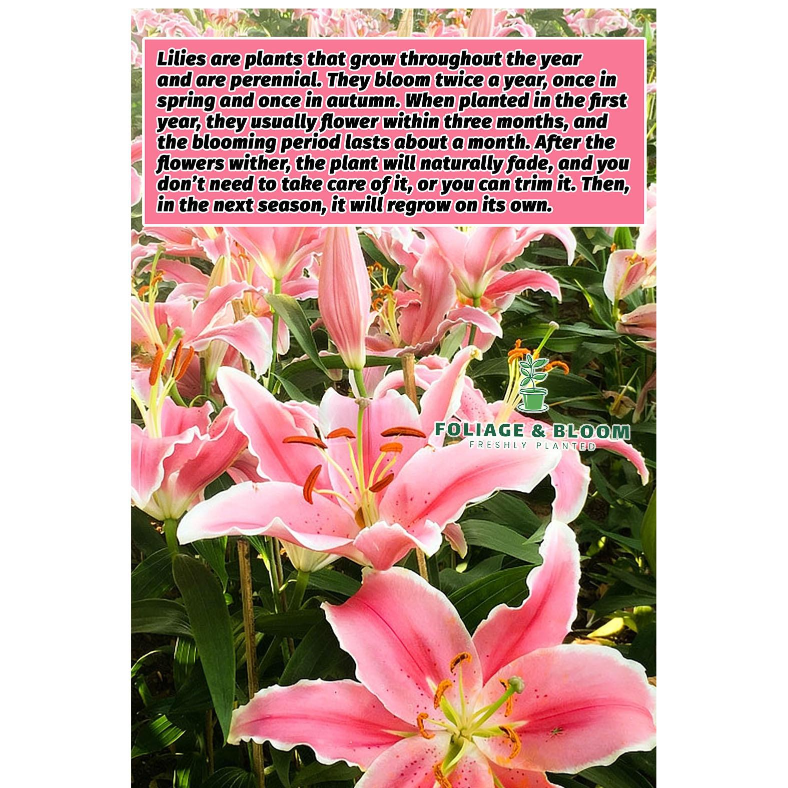 High-quality perfume lily flower bulbs, big fragrant flowers, shipped with buds, flowering all year round, suitable for indoor and outdoor potted plants, cold-resistant and easy to grow