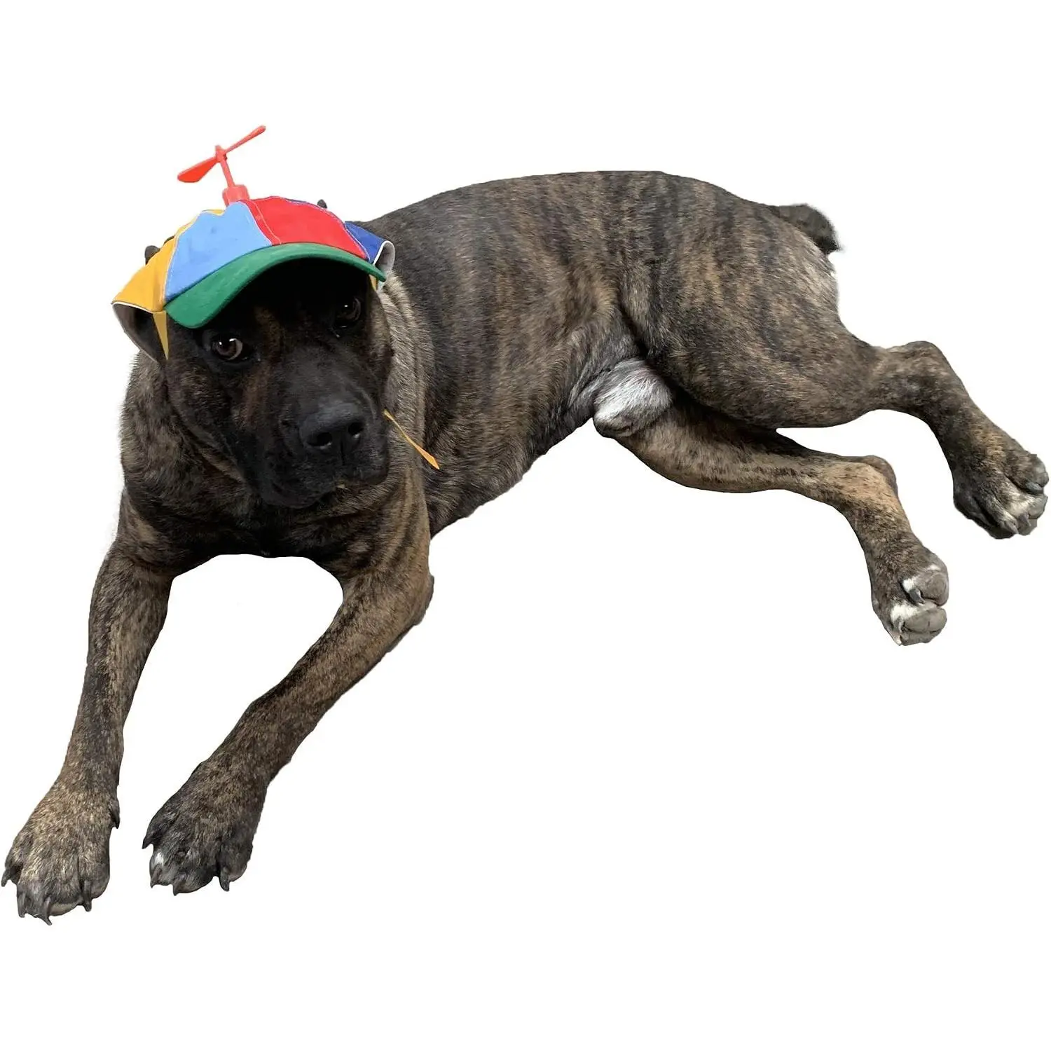 Iridescent Pet Propeller Hat for Dogs and Cats - 3 Sizes (Small, Medium, Large), Rope Double Adjustment for Custom Fit, Playful Appearance