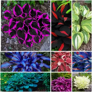 300 high-quality hosta seeds  . guaranteed viable with no bad seeds. A perennial shade plant, perfect for gardens and yards. Made in the USA |   Non-GMO |