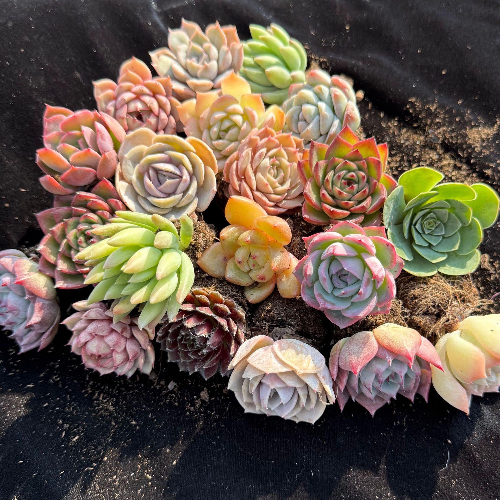 Colorful Succulents Combo – Easy-Care & Eye-Catching!12/15/24/30 pieces, mixed DIY rare live succulent plant cuttings, 1-1.5 inches random mysterious bulk succulent plants, no roots, no pots, no soil, garden indoor office desk decoration
