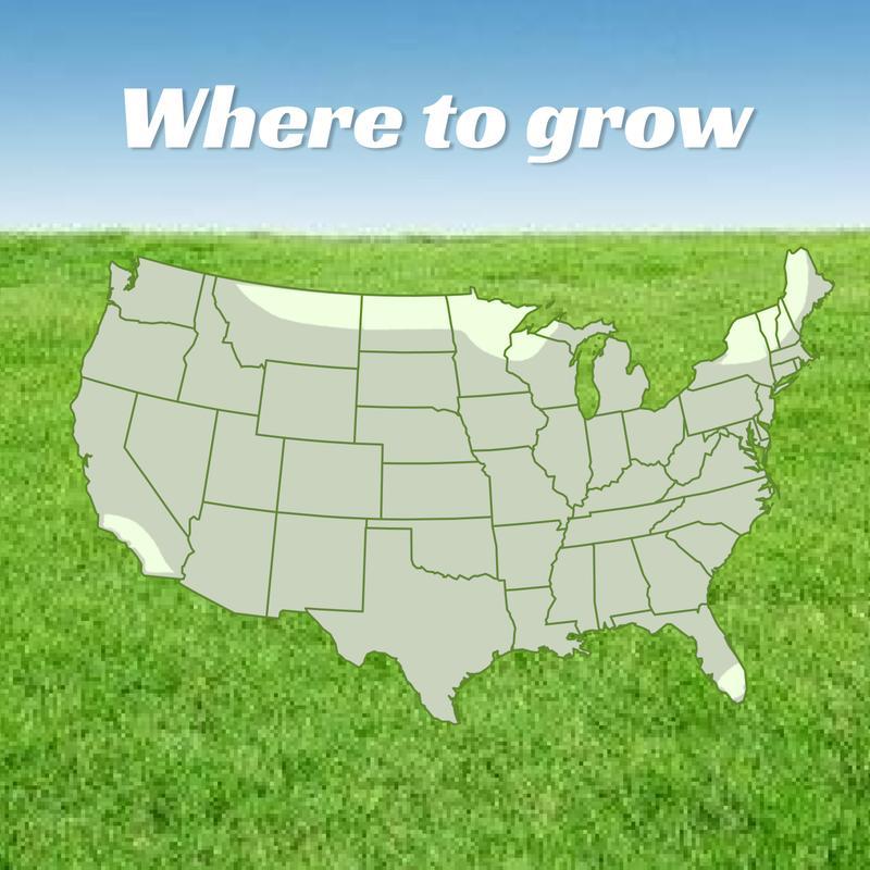 Lawn seeds, grass seeds for lawn planting, suitable for outdoor yards and landscape areas. Suitable for shady areas. plants