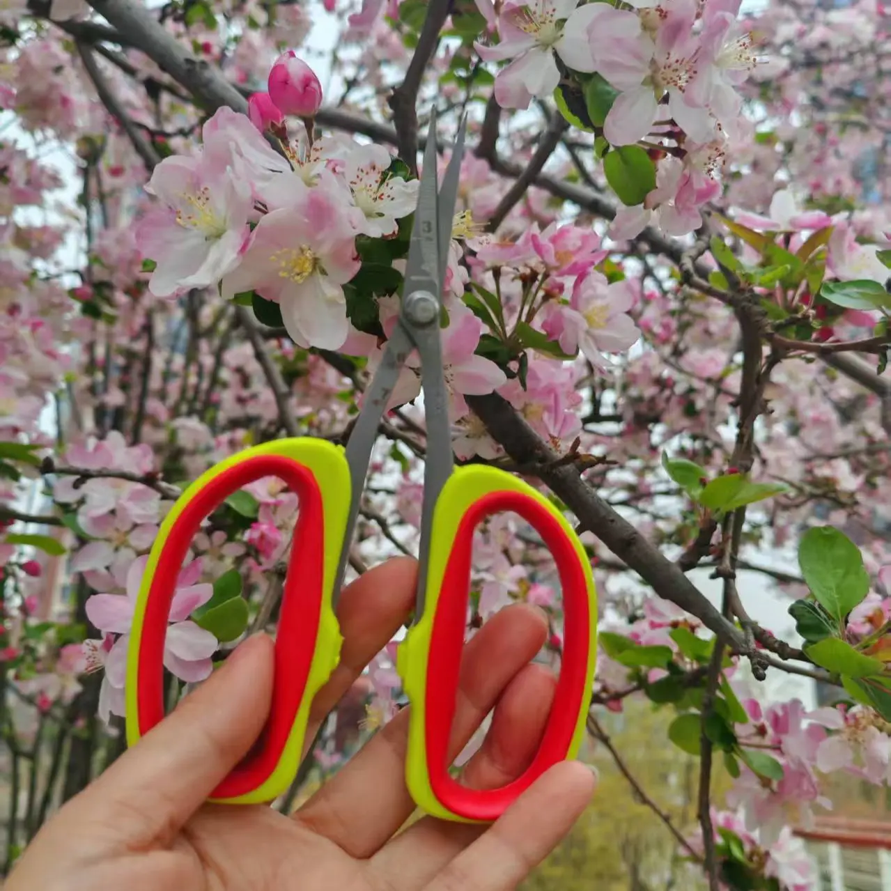 FruitThinningScissors#FloralPruningShears#SmallGardenPruners#BonsaiFloralScissors#FruitTreeTwigShears#FruitTreeThinningWork#FlowerArrangementTrimming#IndoorBonsaiCare#BackyardFlowerMaintenance#NurserySeedlingPruning#OrchardGrower#FloristArtist#HomeGarden