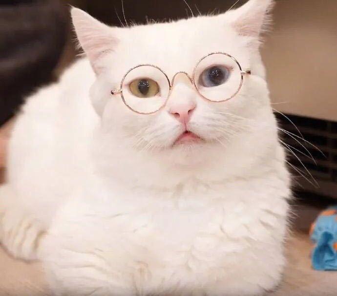 Dog Cat Pet Sunglasses Creative Trendy Sunwear Cute Accessories Mini Eyewear for Small Animals Adjustable Fit Summer Outdoor Play