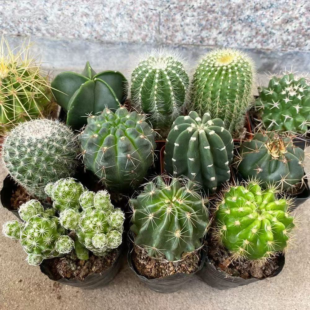 8 random cactus combinations, 8 unique varieties – low-maintenance succulents for balconies and windowsills