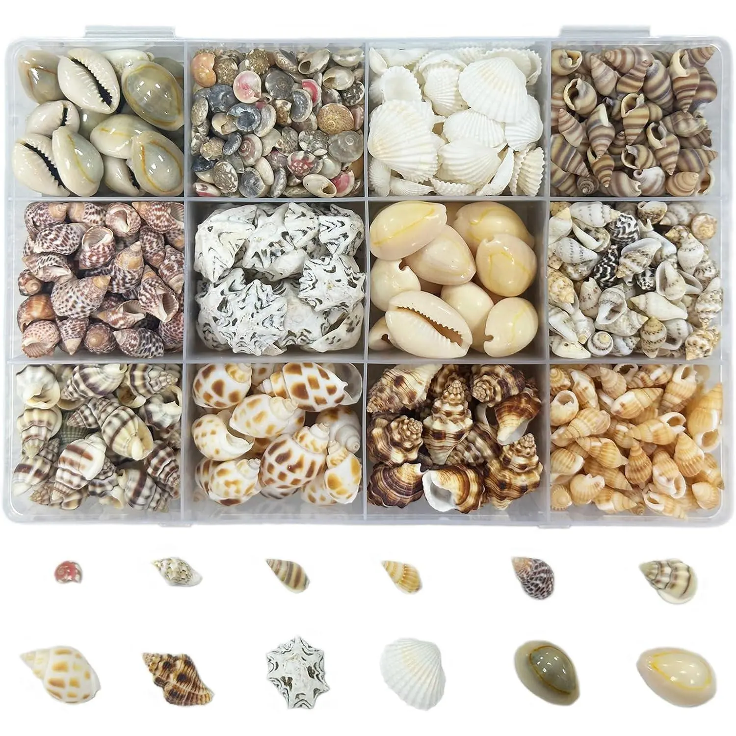 2000 count 12 Kinds of  Sea Shells for Crafting,Small Seashells for Crafts Sea Shells for Decorating, Making,Vase Filler,Candle Decor and DIY Fish