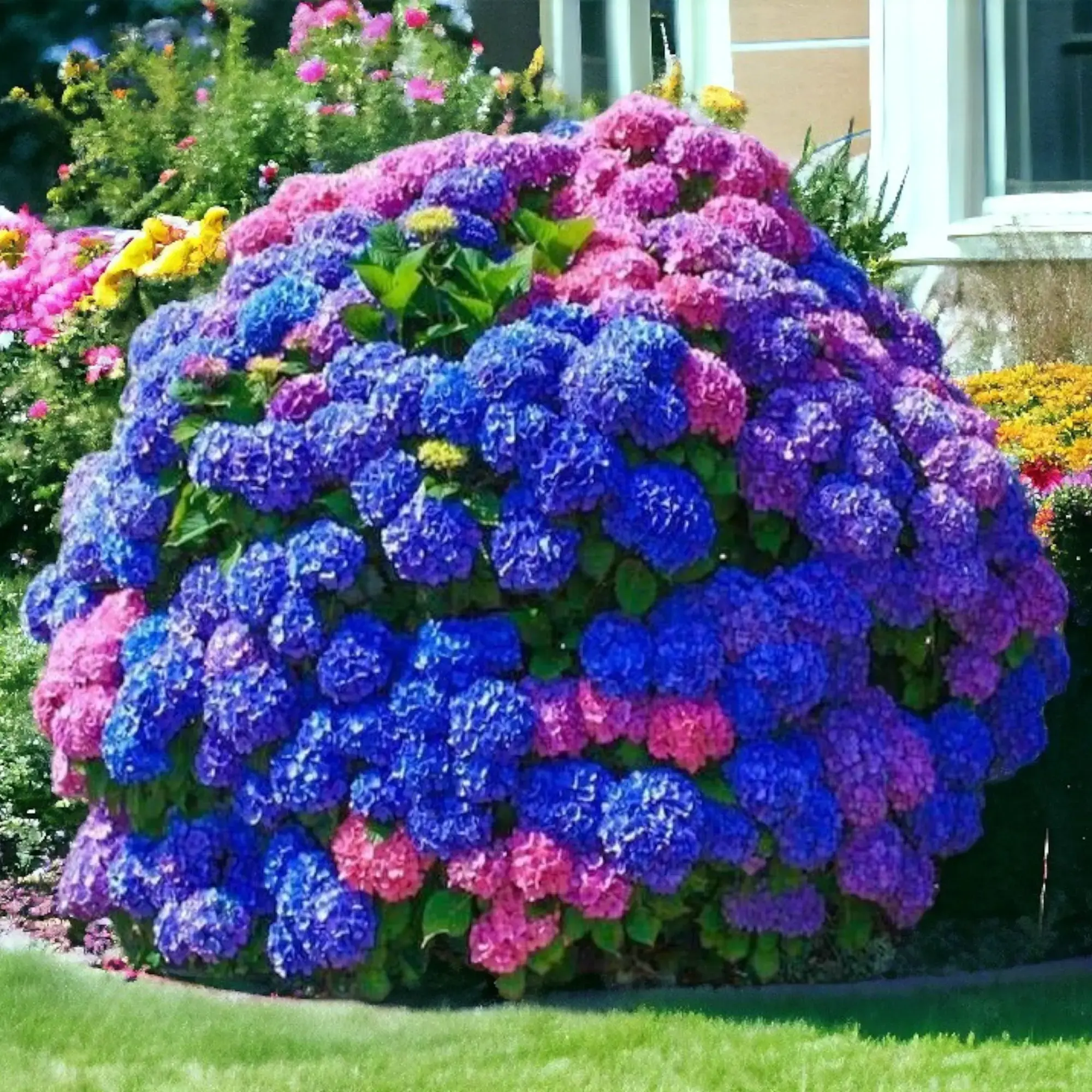 Hydrangea Flower Seeds (200pcs) - Blue, Pink, Purple Perennial Varieties for Outdoor Sunlight Gardens
