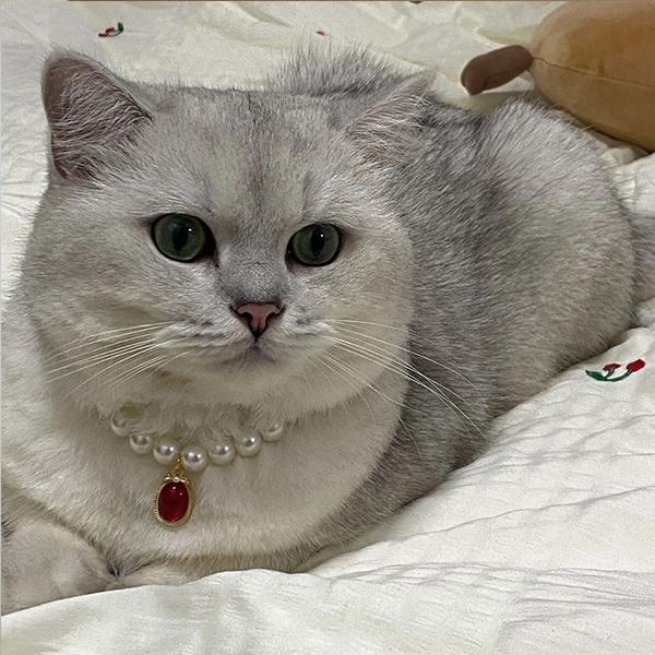 Luxury Pearl Pet Necklace, Cute Cat Dog Collar with Gem Pendant, Adjustable Pet Jewelry for Small Dogs Cats, Fashion Pet Accessory for Photoshoot Party
