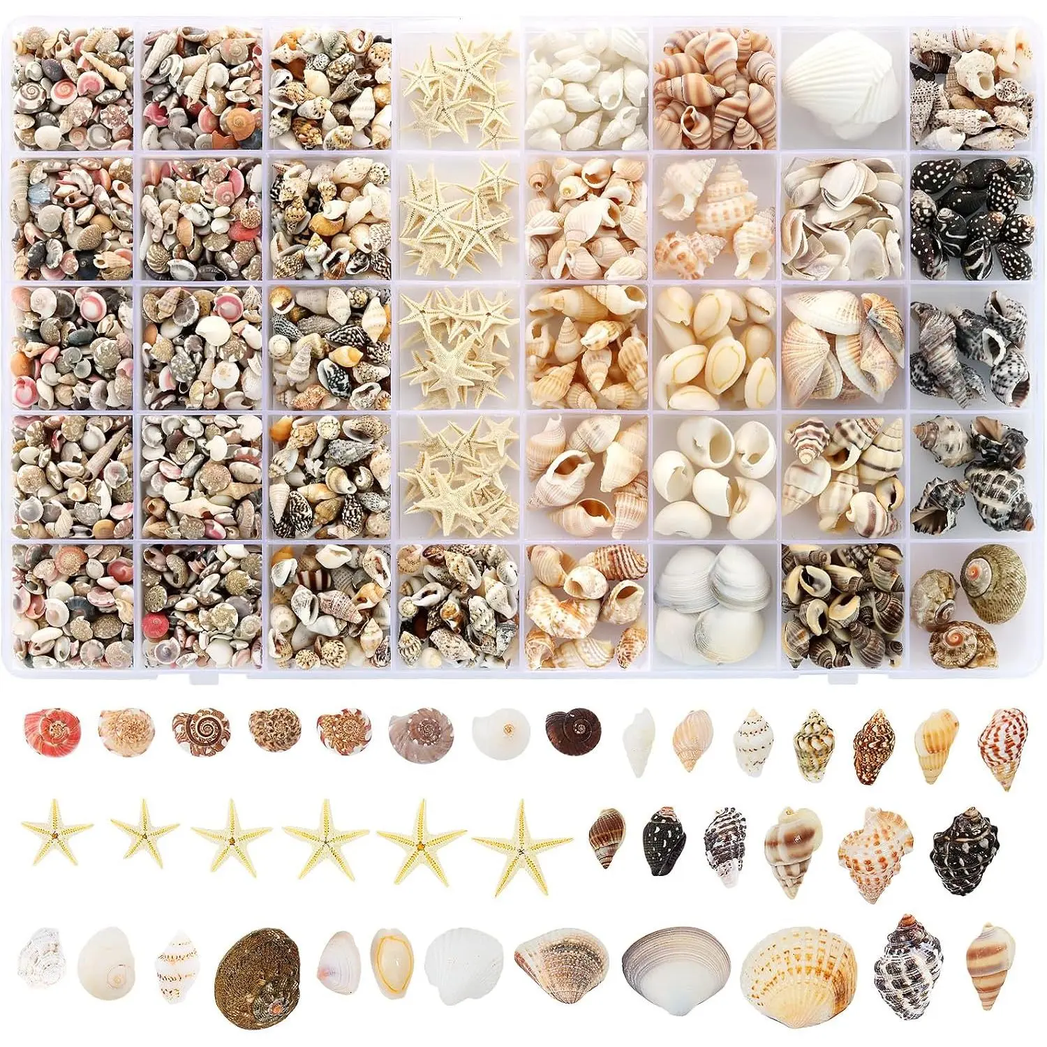 23 Types Small Sea Shells for Crafts, 1200 count  Seashells | Shells with  Size Starfish, Mini Shells for Vase Filler Beach Theme Party  Decor