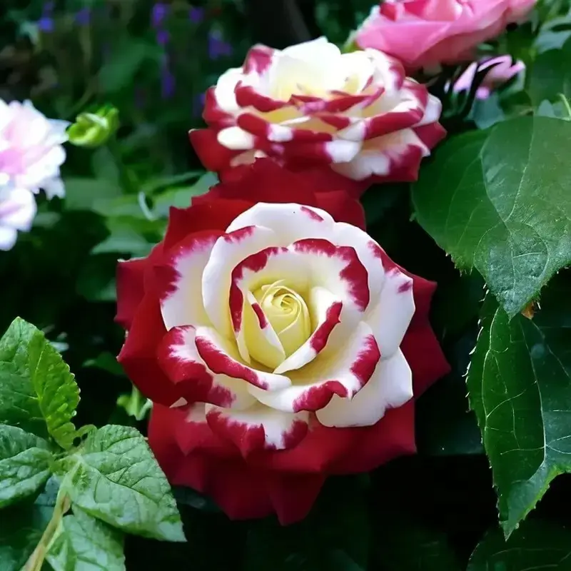 Rose Flower Seeds 300 Pcs High Germination Low Maintenance for Outdoor Gardening