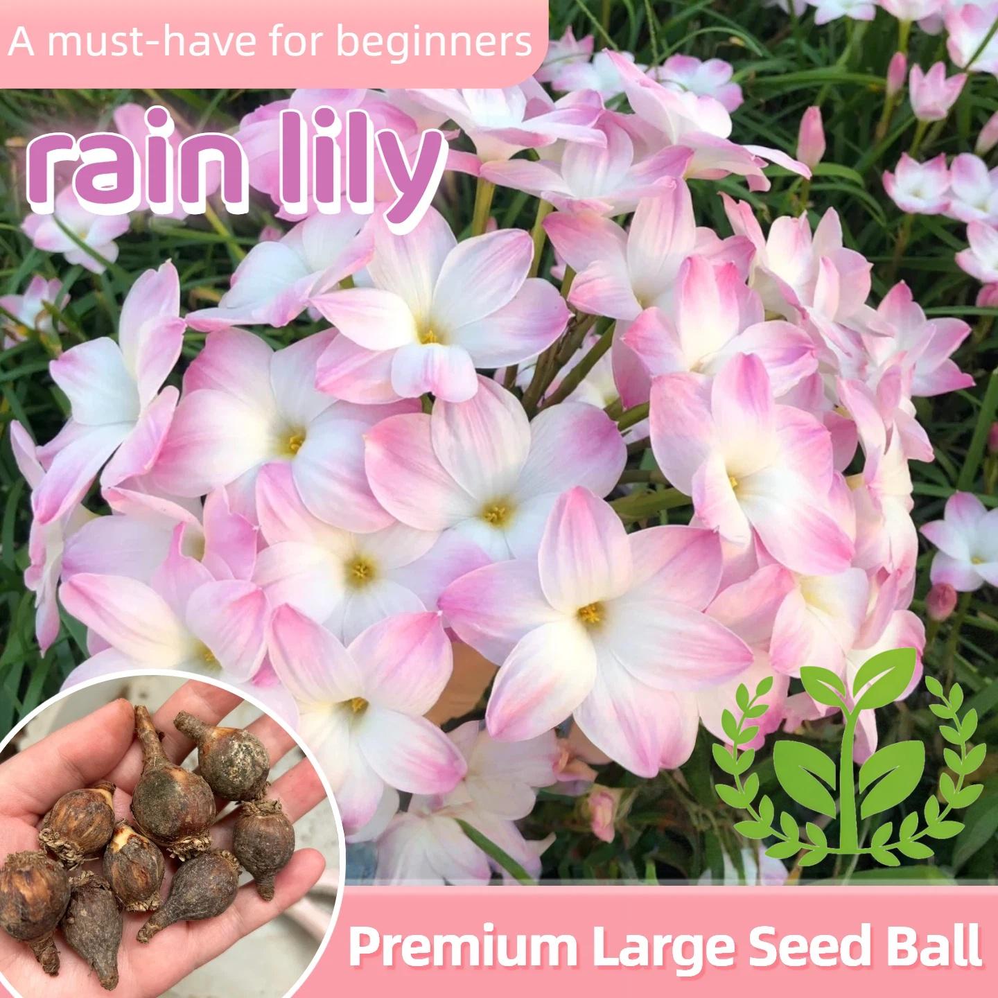 Cold and heat-resistant rain lily bulb