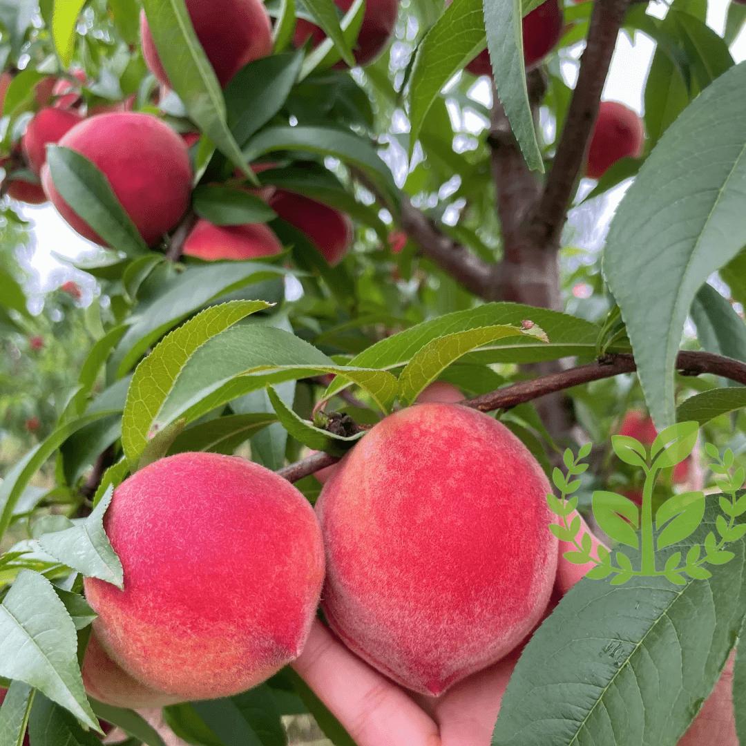 Peach tree seedlings for beginners