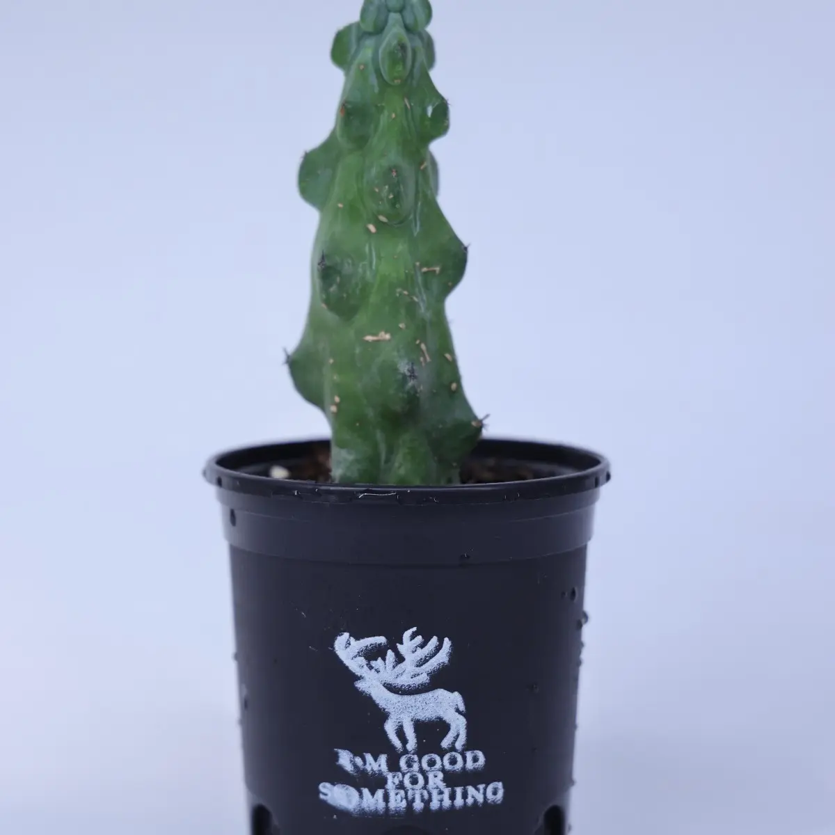 SZF   4MYR001-0   (25)   4''boobie  cactus - No pot