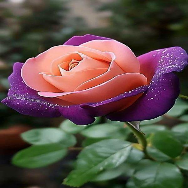 Mix Rose Seeds - 200+ Flower Rose Seeds for Planting Outdoors, Mix Colorful Flower Rose Plant Seeds Garden great gardening gift