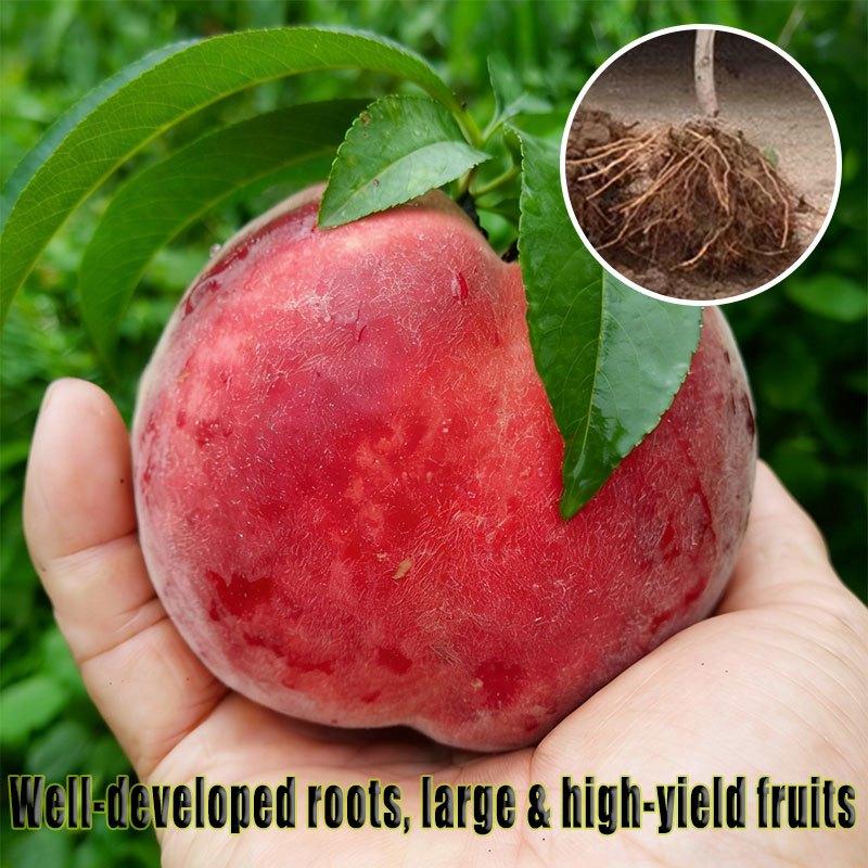 Grafted Peach Saplings - Richly Sweet & Juicy with Strong Roots for Potted Plants - Easy Maintenance and Abundant Harvest
