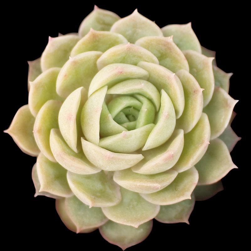 12/15/24/30-Pack Colorful 1.5in Live Succulents  Bare Root, No Pot, Easy Care, Perfect Gift, Indoor & Garden Decor