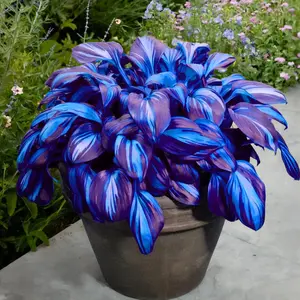 300 high-quality hosta seeds  . guaranteed viable with no bad seeds. A perennial shade plant, perfect for gardens and yards. Made in the USA |   Non-GMO |