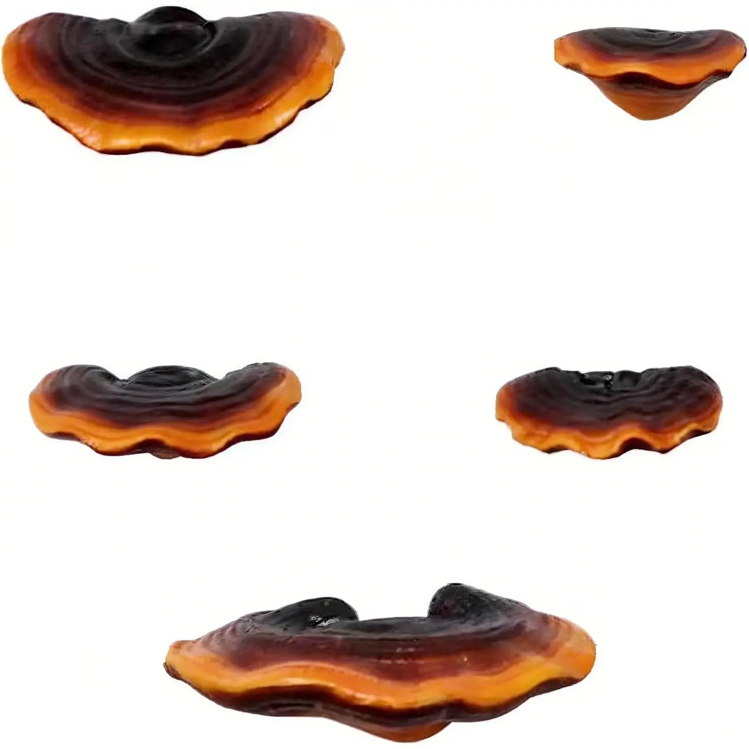 Set of 5 Mushroom Wall Shelves - Small Floating Shelves for Home Decor, Kitchen, Bedroom| Cute Resin Mushroom Shelf, Cottagecore & Reptile Gecko Habitat Accessory