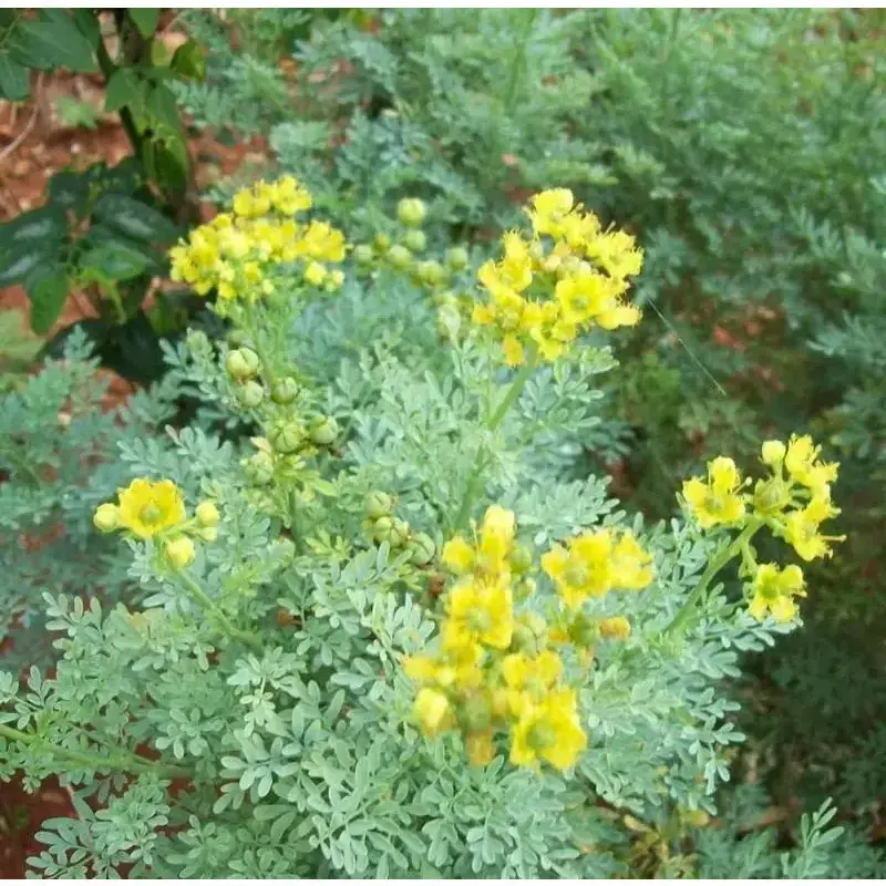 Rue Herb Seeds - 800 Heirloom Ruta Graveolens Seeds, Open Pollinated, Non-GMO for Outdoor Gardeners, Plant Growth