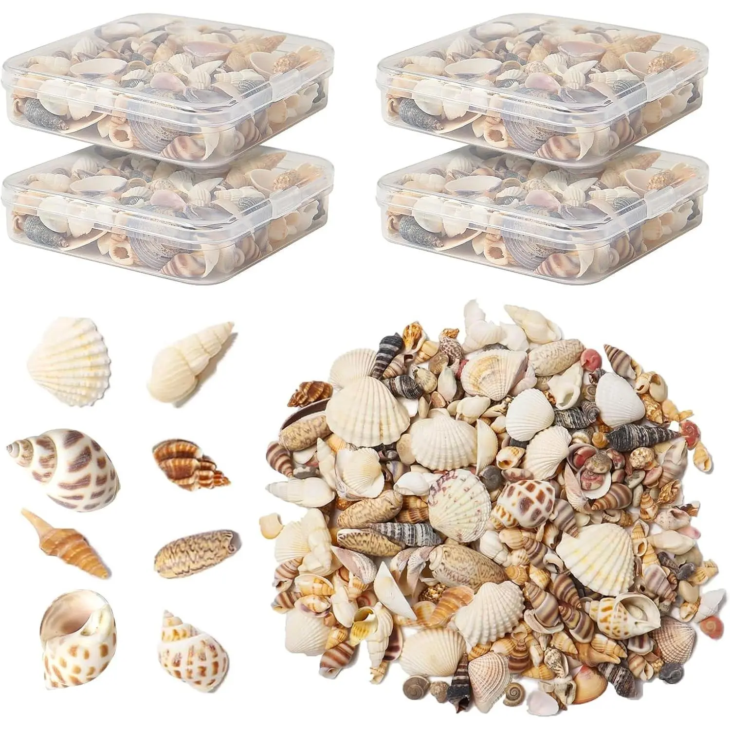 Seashells for Crafts   Seashells, 4 Pack Box,Small Shells for Crafts Mini Shells for Craft, Decoration, Vase Filler(550 pcs)